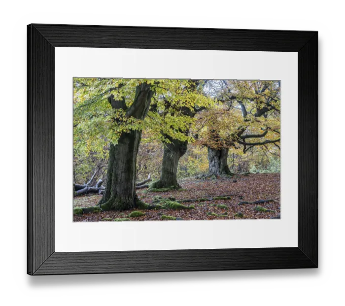 Framed Print : Old copper beeches (Fagus sylvatica) in the Hutewald Halloh