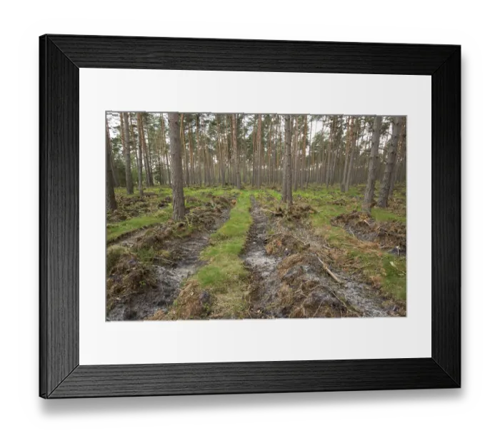 Framed Print : Soil preparation for natural regeneration
