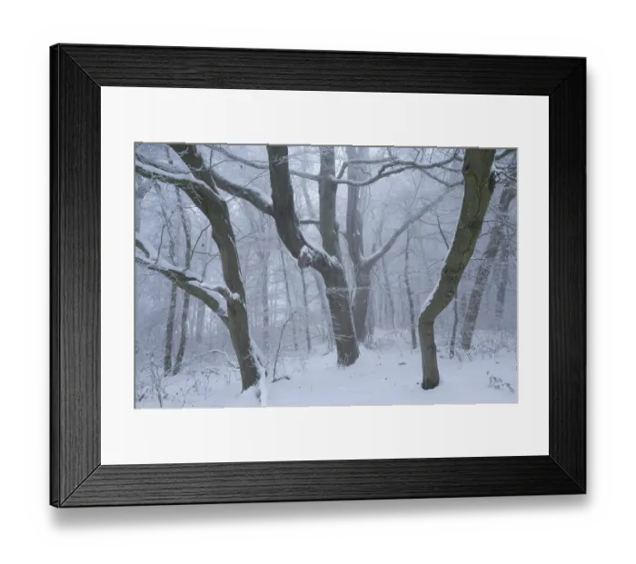 Framed Print : Snow-covered beech forest in the fog