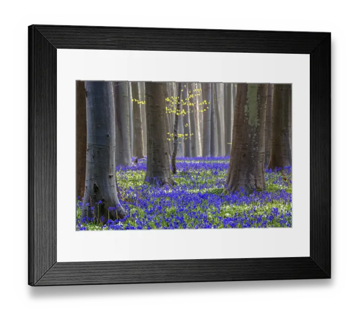 Framed Print : Blue flowering bluebells (Hyacinthoides non-scripta) in the copper beech (Fagus sylvatica) forest Framed Print : Blue flowering bluebells (Hyacinthoides non-scripta) in the copper beech (Fagus sylvatica) forest