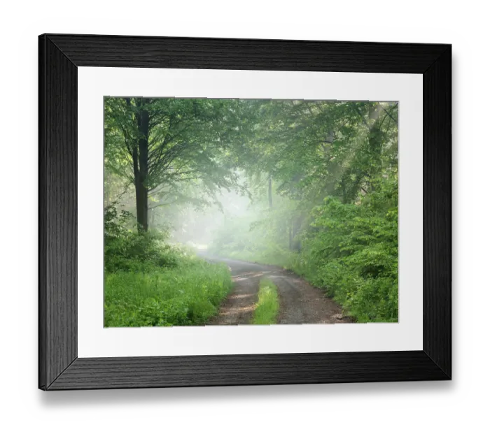 Framed Print : Hiking trail through natural deciduous forest in spring