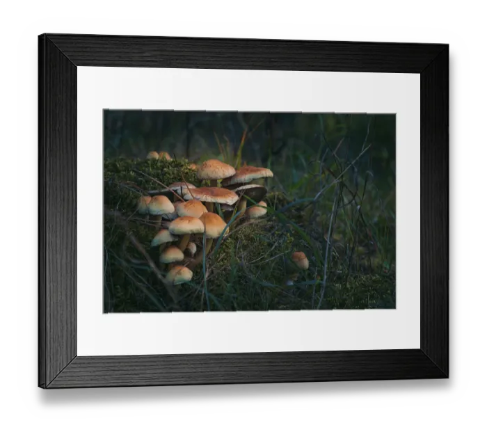 Framed Print : Mushrooms in the forest, autumn