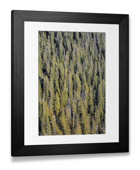 Framed Print : Coniferous forest, Tyrol, Austria, Europe