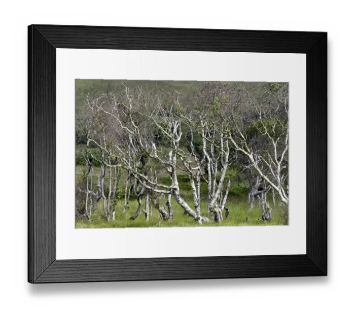 Framed Print : Birches (Betula), forest with bizarrely grown trees