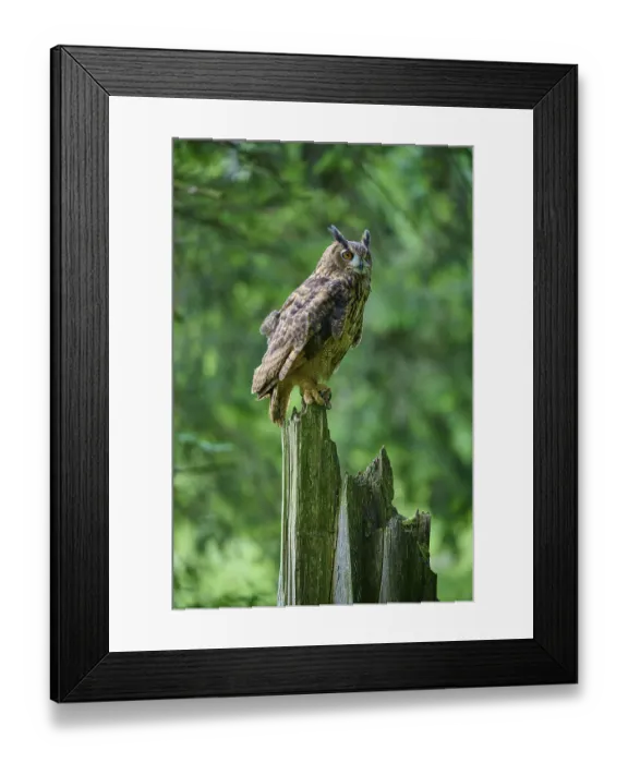 Framed Print : Eurasian eagle-owl (Bubo bubo)