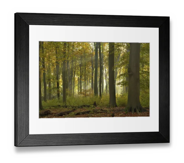 Framed Print : Sunrays in the autumnally coloured deciduous forest from Common beech (Fagus sylvatica) Framed Print : Sunrays in the autumnally coloured deciduous forest from Common beech (Fagus sylvatica)