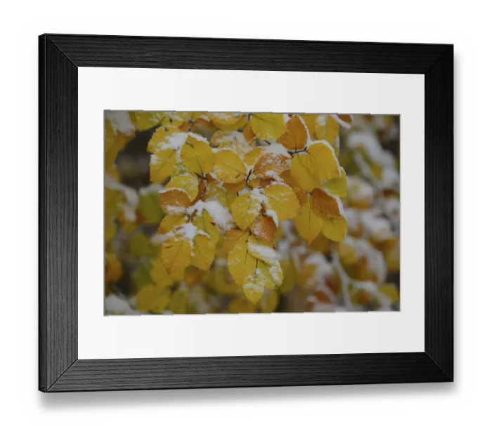 Framed Print : Common beech (Fagus sylvatica)