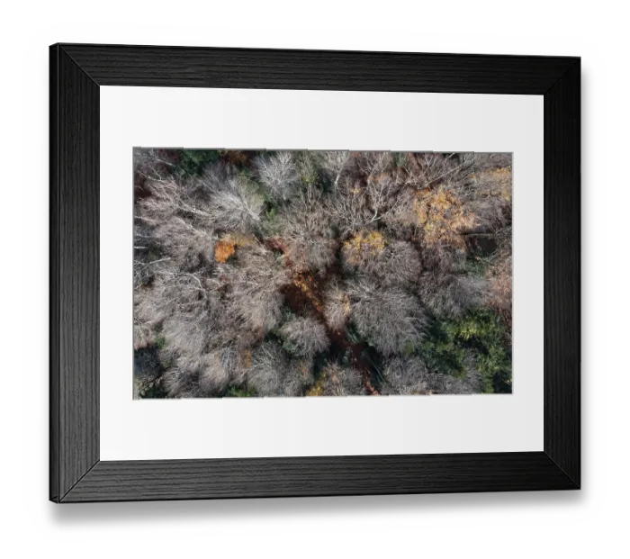 Framed Print : Drone shot, Undeciduous deciduous trees in mixed forest from above