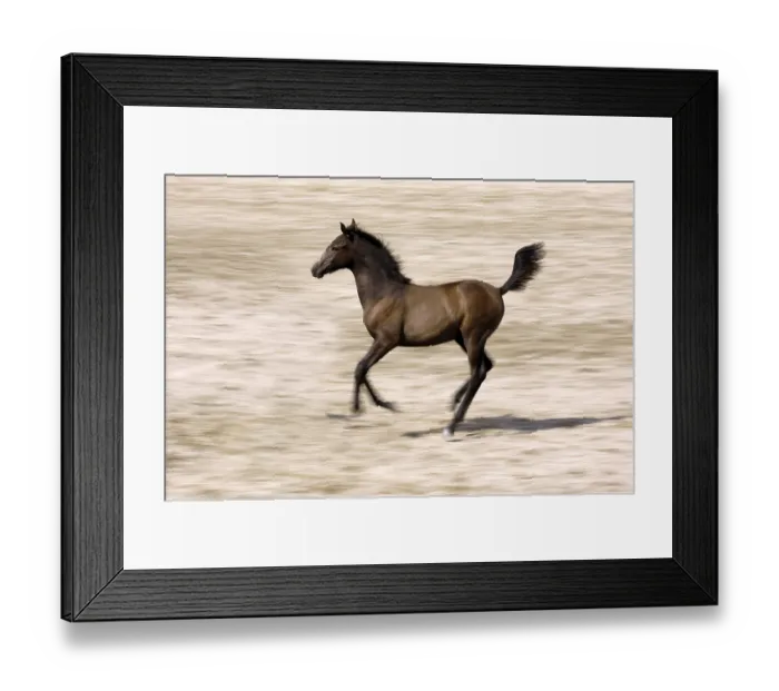 Framed Print : Horse, Arabian, riding horse, foal, motion blur