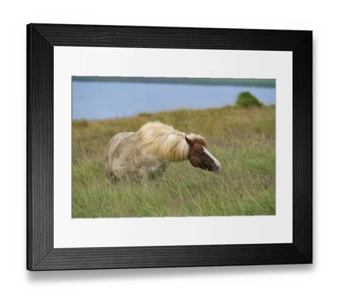 Framed Print : Icelandic Horse, Icelandic Pony, Iceland, Europe
