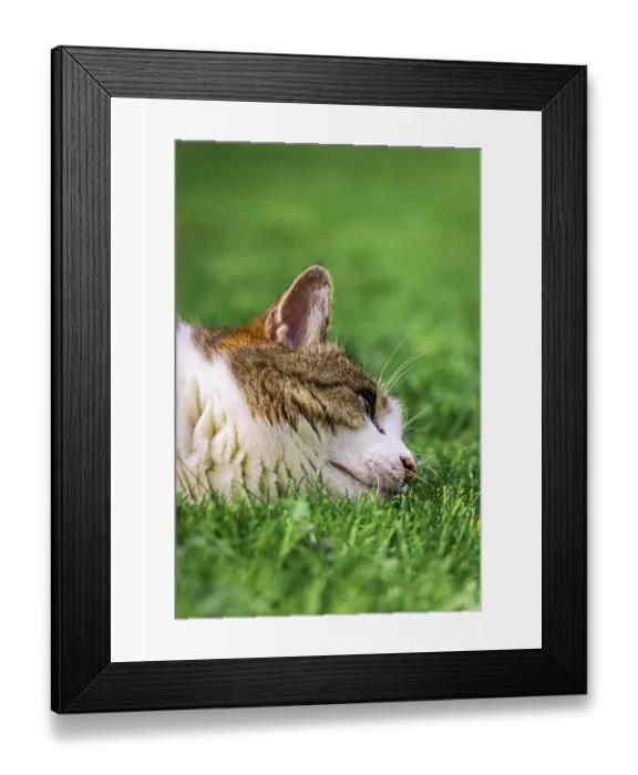 Framed Print : Felidae (Felis catus) lying in the grass