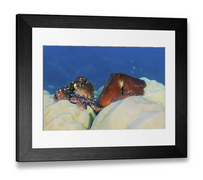 Framed Print : Octopus, Octopus (Octopus vulgarsi) mating
