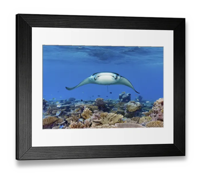 Framed Print : Reef manta ray (Mobula alfredi) from the front