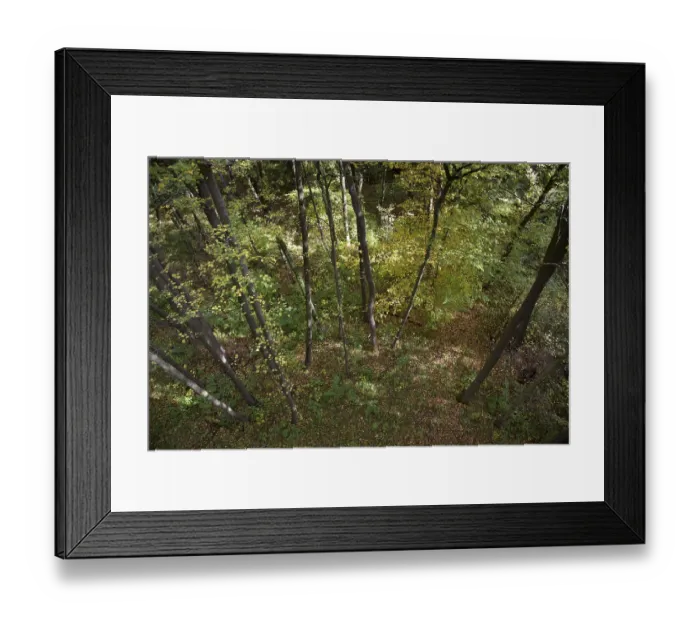 Framed Print : View from a treetop path into the forest Framed Print : View from a treetop path into the forest