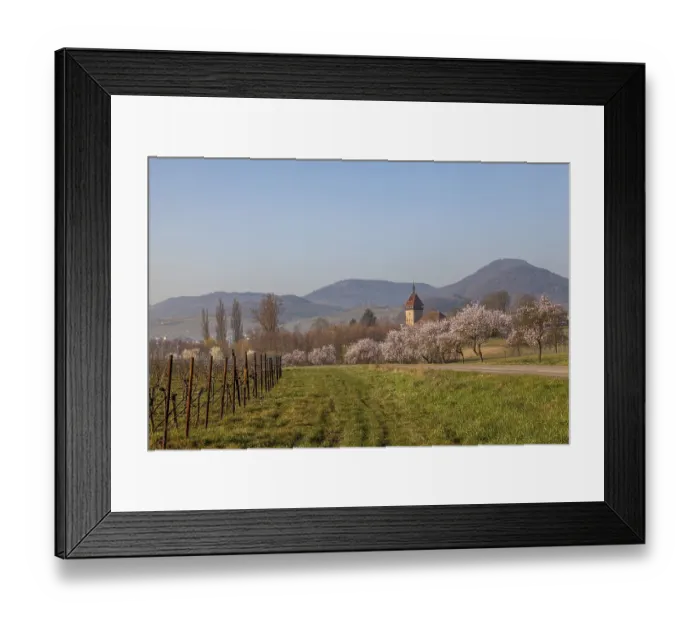 Framed Print : Almond tree blossom, almond tree (Prunus dulcis) Framed Print : Almond tree blossom, almond tree (Prunus dulcis)