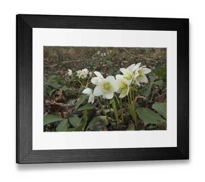 Framed Print : Snow rose (Helleborus niger) also known as Christmas rose