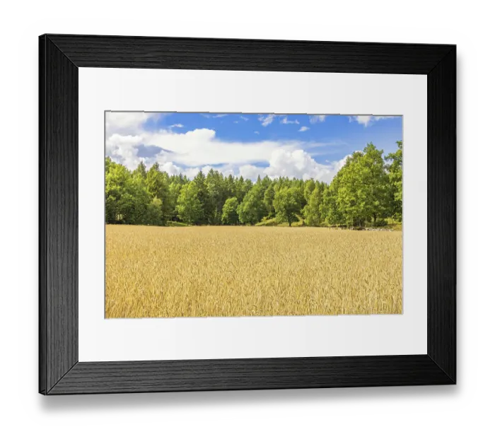 Framed Print : Cereal field in the countryside by a lush green deciduous forest on a sunny summer day