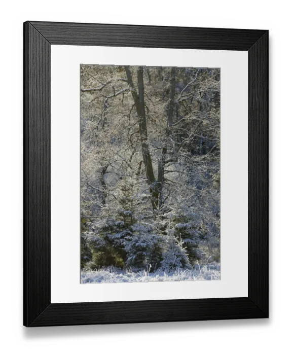 Framed Print : Winter landscape, hoarfrost on oak trees (Quercus) with autumn leaves Framed Print : Winter landscape, hoarfrost on oak trees (Quercus) with autumn leaves