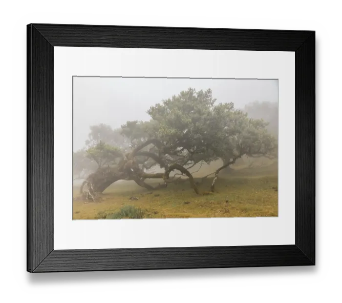 Framed Print : Old laurel trees in the mist, stink laurel (Ocotea foetens)