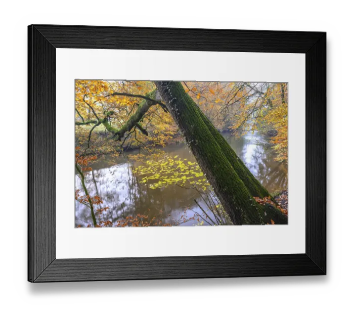 Framed Print : Beech forest on the Hohe Ufer on the Hunte near Doetlingen Framed Print : Beech forest on the Hohe Ufer on the Hunte near Doetlingen