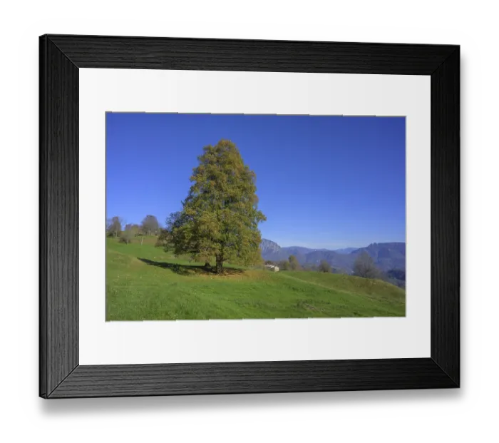 Framed Print : Green meadow and tree along the path of the big trees in the Piccolo Dolomiti Framed Print : Green meadow and tree along the path of the big trees in the Piccolo Dolomiti