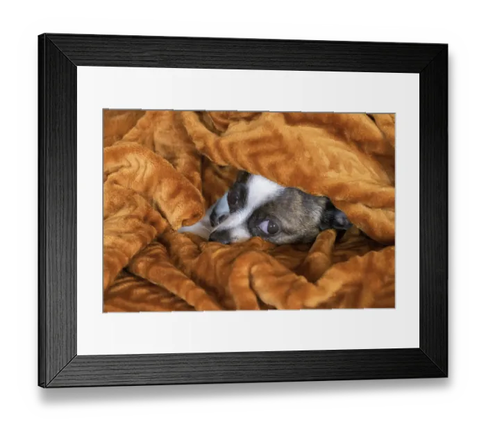 Framed Print : Small Chihuahua dog under blanket, Germany, Europe