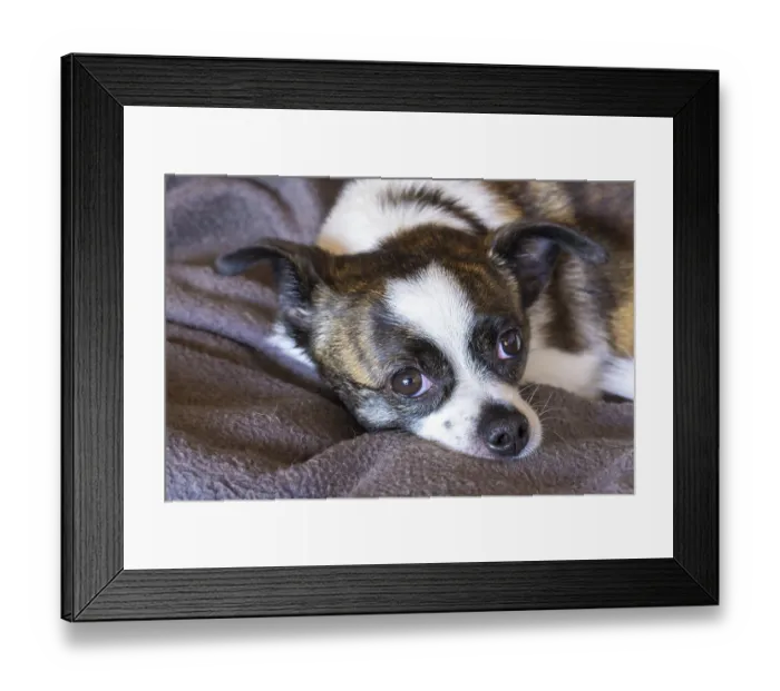 Framed Print : Small Chihuahua dog, resting on woollen blanket Framed Print : Small Chihuahua dog, resting on woollen blanket