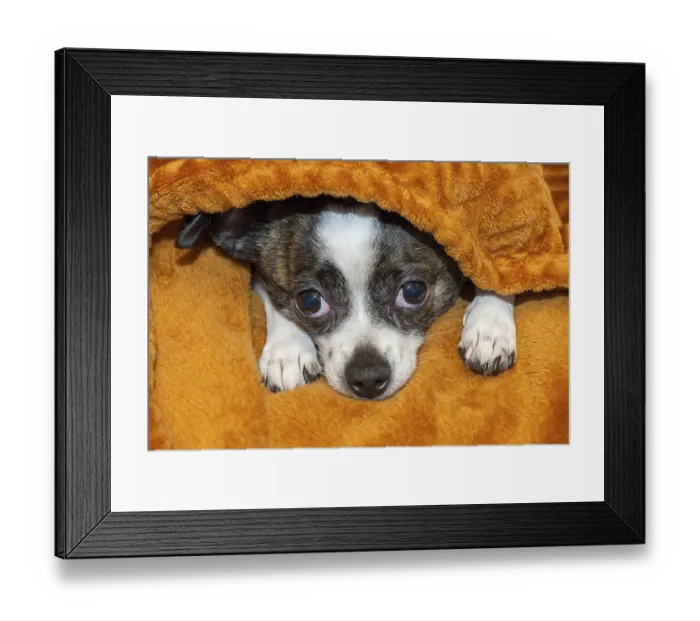 Framed Print : A small dog lies anxiously under a soft Framed Print : A small dog lies anxiously under a soft