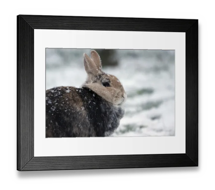 Framed Print : Rabbit (Oryctolagus cuniculus domestica)