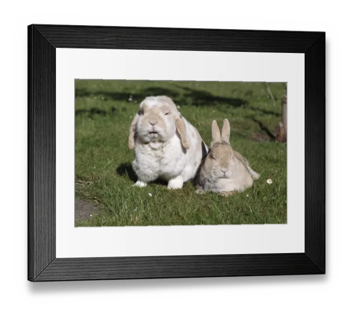 Framed Print : Domestic rabbit (Oryctolagus cuniculus domestica)