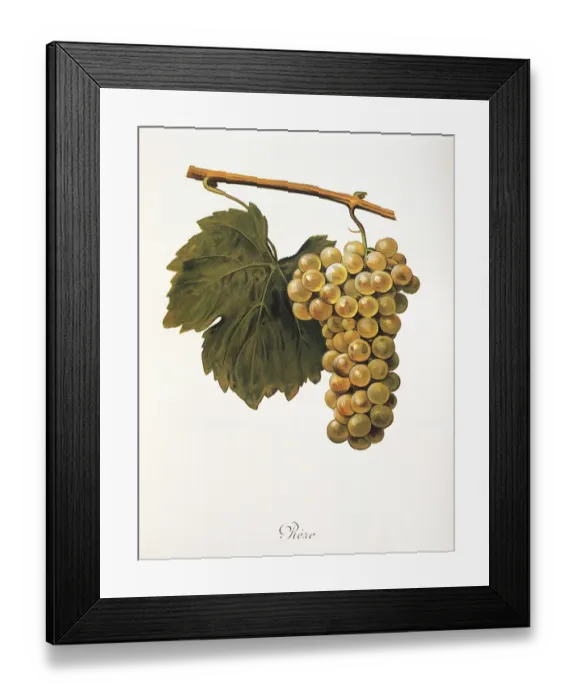 Framed Print : Ampelography, grape variety, oenology Framed Print : Ampelography, grape variety, oenology