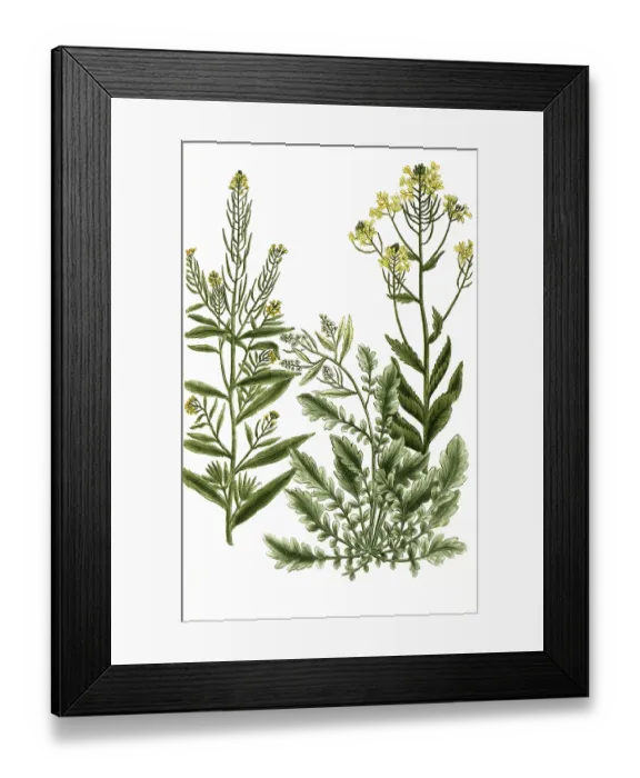 Framed Print : Various species of rocket, a. Eruca sativa Framed Print : Various species of rocket, a. Eruca sativa