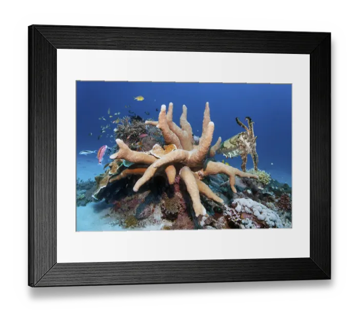 Framed Print : Broad-armed Sepia or broadclub cuttlefish (Sepia latimanus)