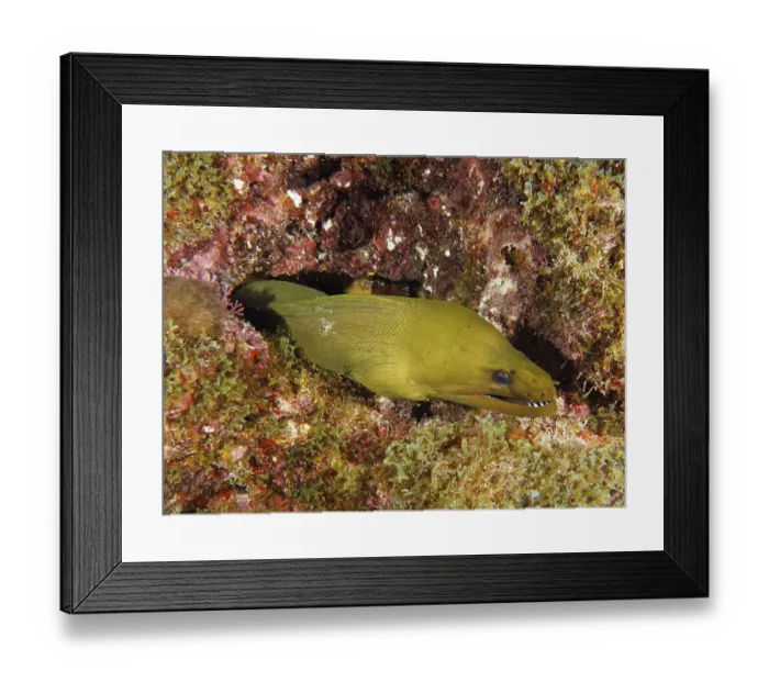 Framed Print : Green moray (Gymnothorax funebris) Framed Print : Green moray (Gymnothorax funebris)