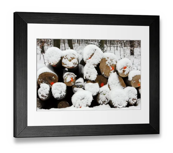 Framed Print : Cut-down trees, tree trunks in a forest