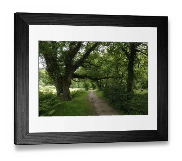 Framed Print : Wooded hiking trail on the river Fowey Framed Print : Wooded hiking trail on the river Fowey