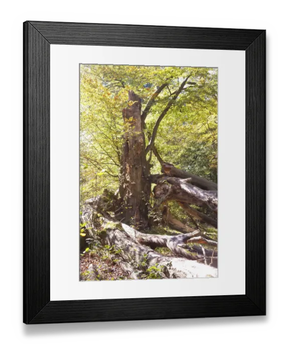 Framed Print : Urwald Sababurg primeval forest