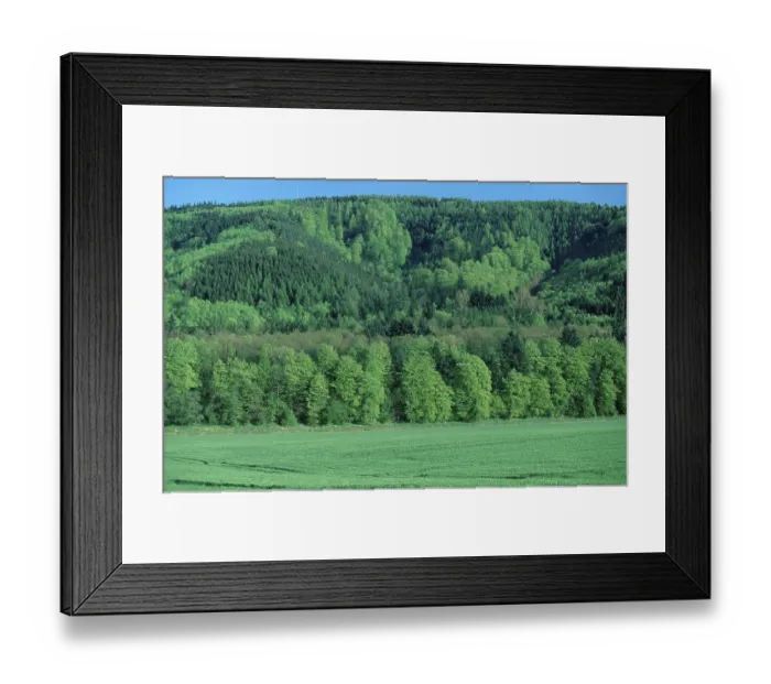 Framed Print : Mixed forest in spring, Lower Saxony Framed Print : Mixed forest in spring, Lower Saxony