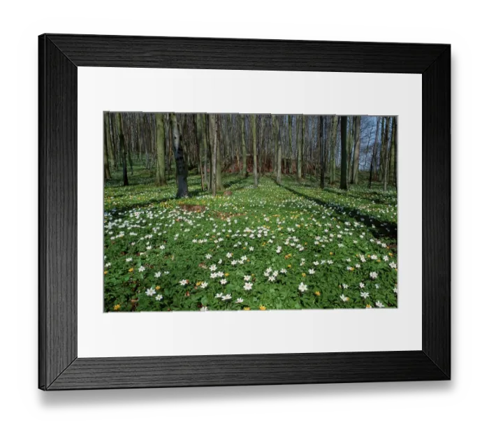 Framed Print : Wood Anemones (Anemone nemorosa) in deciduous forest