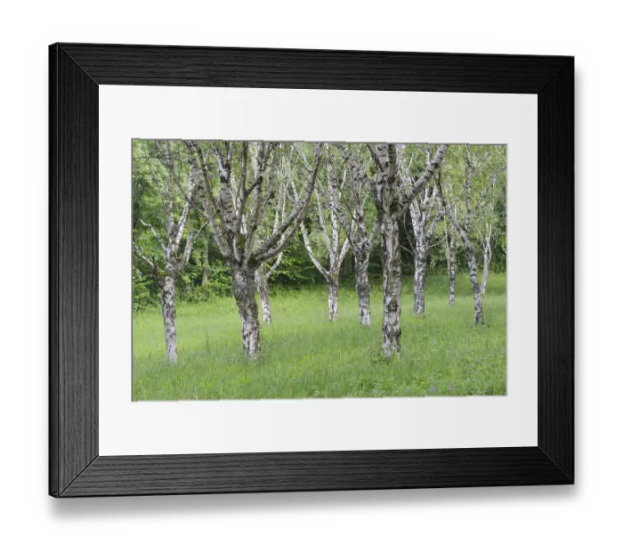 Framed Print : Birch grove (Betula pendula), Ihringen