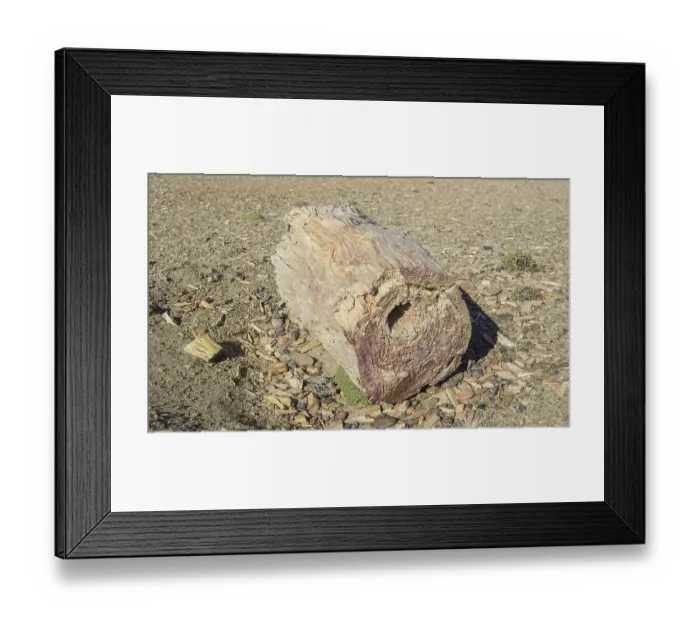 Framed Print : Petrified forest Bosque Petrificado National Monument