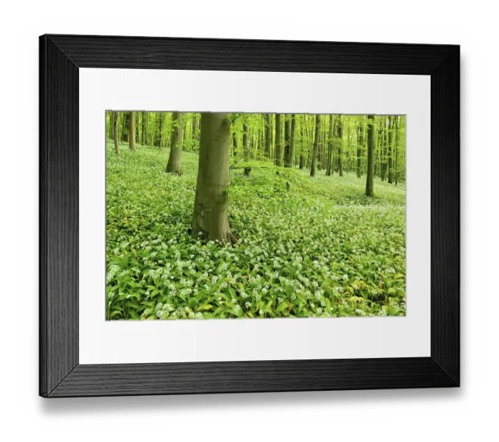 Framed Print : Natural beech forest, flowering wild garlic