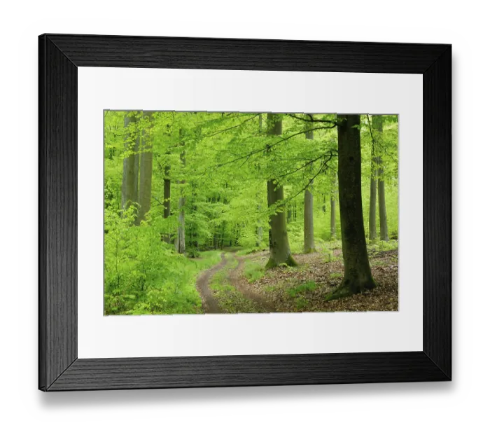 Framed Print : Hiking trail winds through natural beech forest in spring Framed Print : Hiking trail winds through natural beech forest in spring