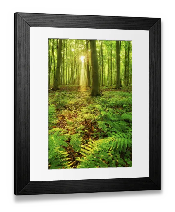 Framed Print : Light-flooded beech forest, sun shines through the forest
