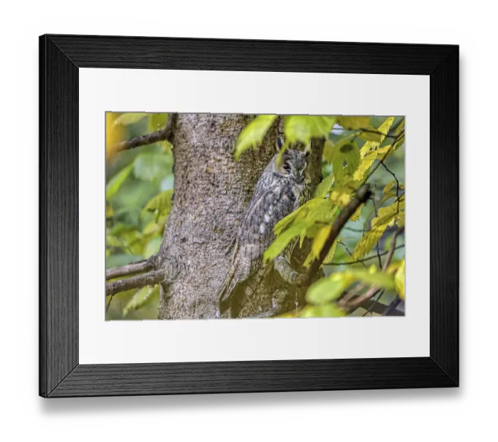 Framed Print : Long-eared owl Asio otus), sitting in tree Framed Print : Long-eared owl Asio otus), sitting in tree