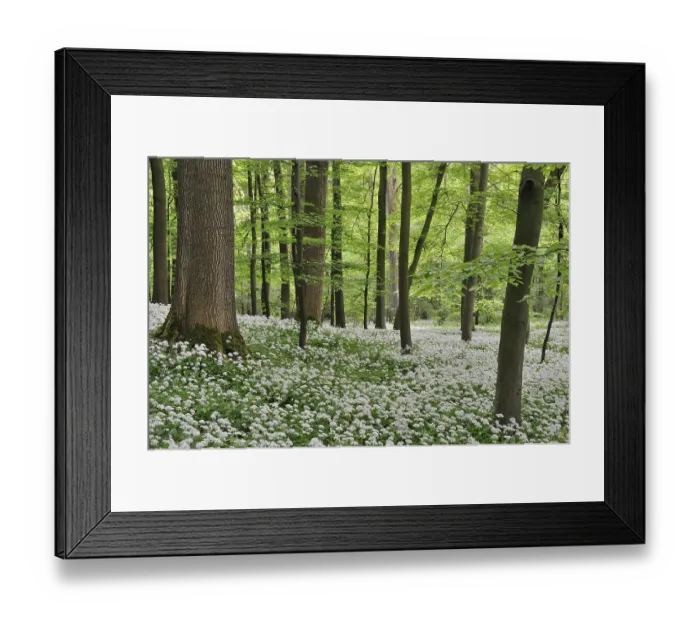 Framed Print : Wild garlic (Allium ursinursnum)