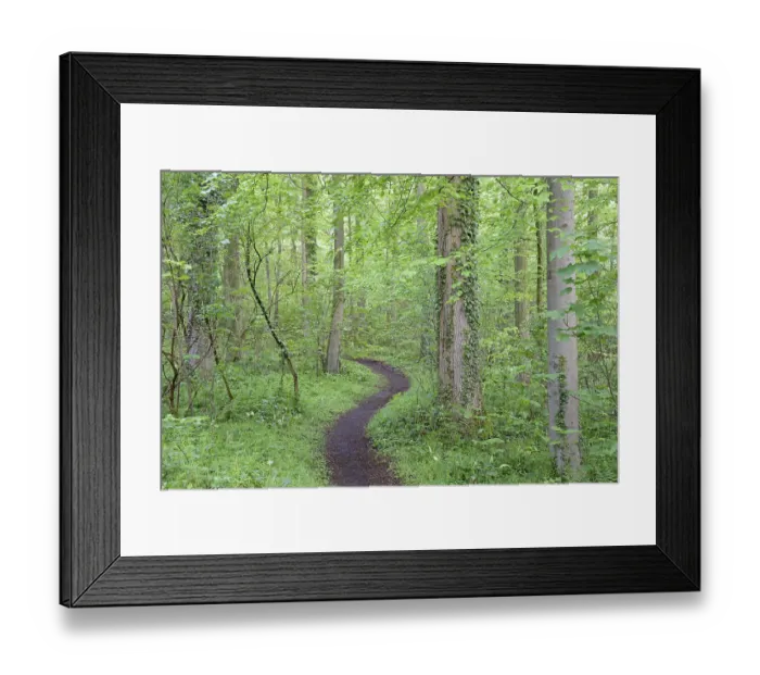 Framed Print : Hiking trail leads through a dense deciduous forest in spring