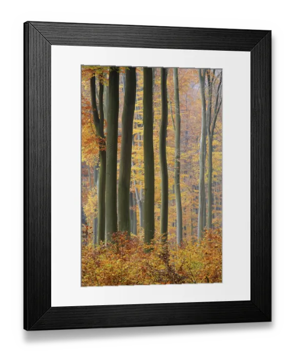 Framed Print : Autumnal Beech forest (Fagus silvatica)