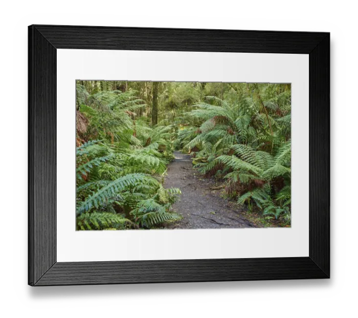 Framed Print : Hiking way through the forest with ferns (Tracheophyta) Framed Print : Hiking way through the forest with ferns (Tracheophyta)