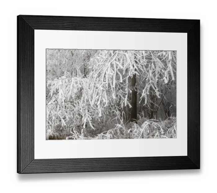 Framed Print : Deciduous forest covered with snow